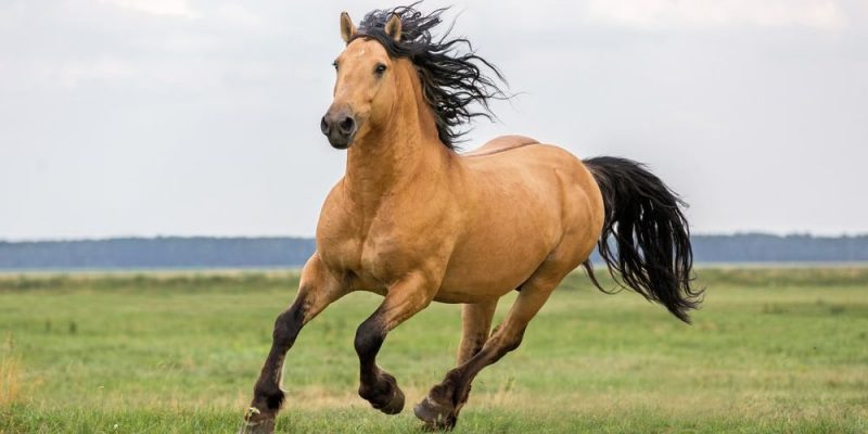 centro-equestre
